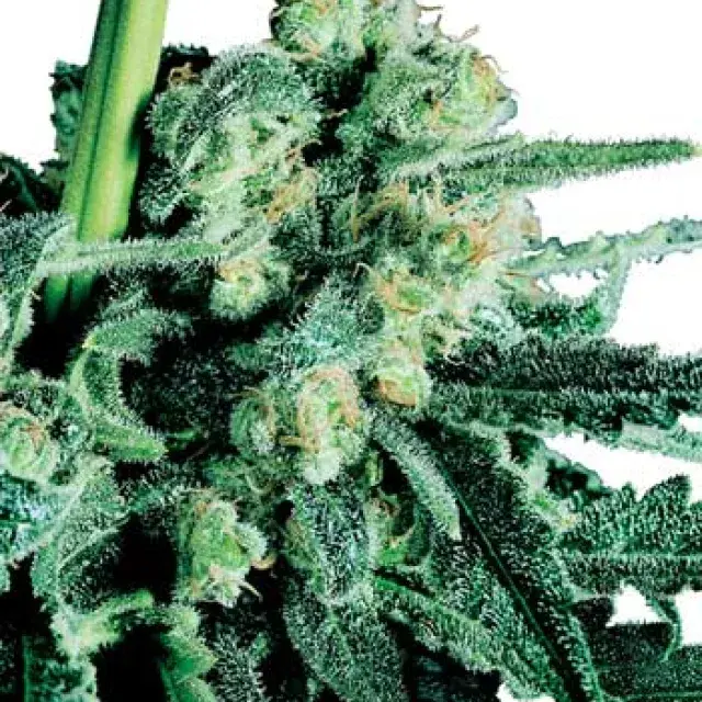 Sensi Skunk Regular Cannabis Seeds | Sensi Seeds 
