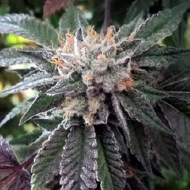 BC Shiatsu Kush Regular Cannabis Seeds | BC Bud Depot