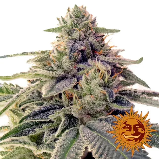  Skywalker OG Auto Feminised Cannabis Seeds | Barney's Farm 