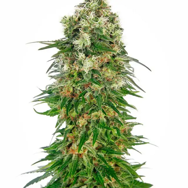 Shiva Skunk Auto Feminised Cannabis Seeds | Sensi Seeds 