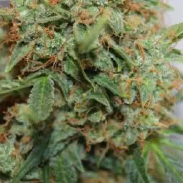 Short Rider Feminised Cannabis Seeds | Nirvana 
