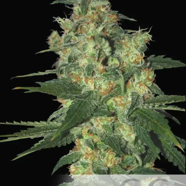 Shot Adrenaline Auto Feminised Cannabis Seeds