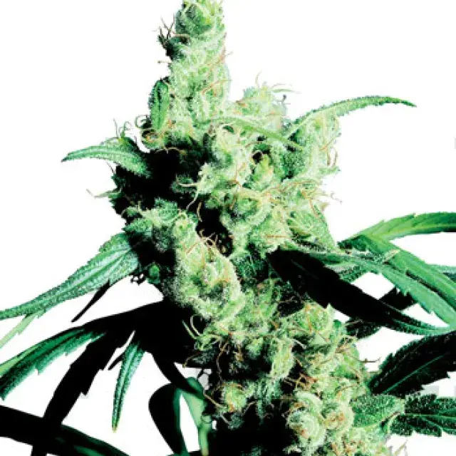 Silver Haze Feminised Cannabis Seeds | Sensi Seeds