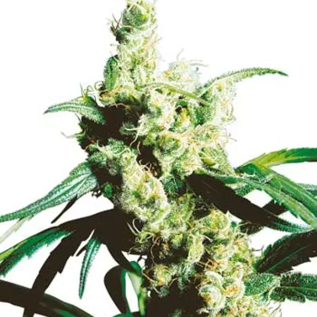 Silver Haze Regular Cannabis Seeds | Sensi Seeds