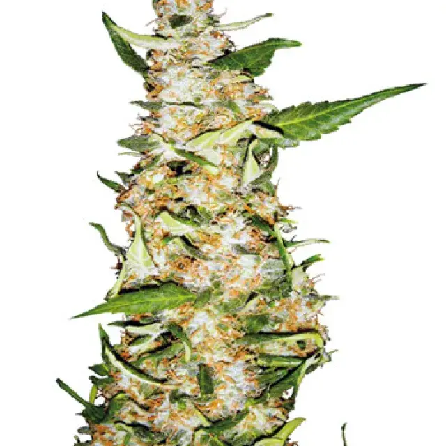 Skunk #1 Auto Femininsed Cannabis Seeds | Sensi Seeds