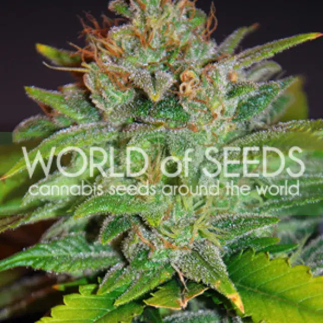 Skunk 47 Feminised Cannabis Seeds | World of Seeds