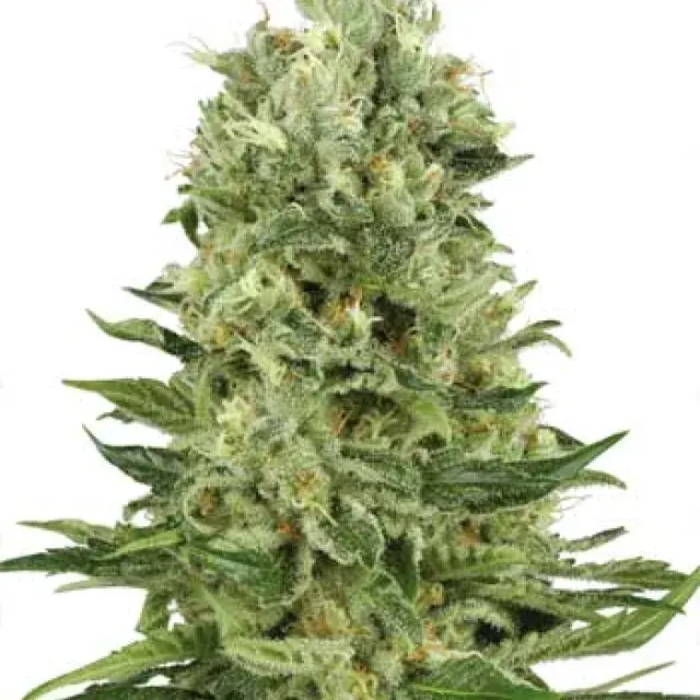 Skunk # 1 Automatic Feminised Cannabis Seeds | White Label Seed Company