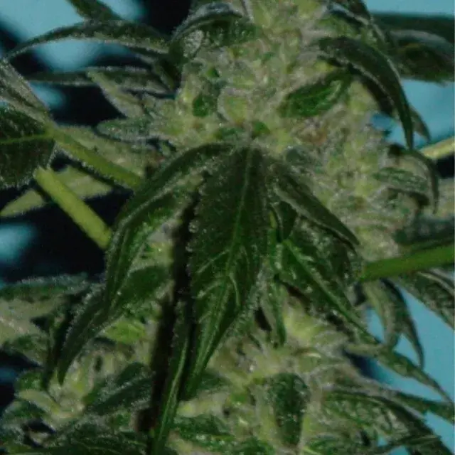 Skunkberry Regular Cannabis Seeds