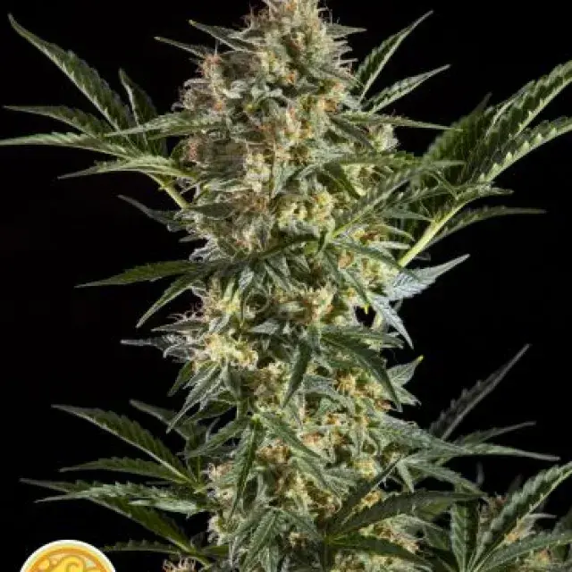 Sleepy Yoda Auto Feminised Cannabis Seeds | Philosopher Seeds