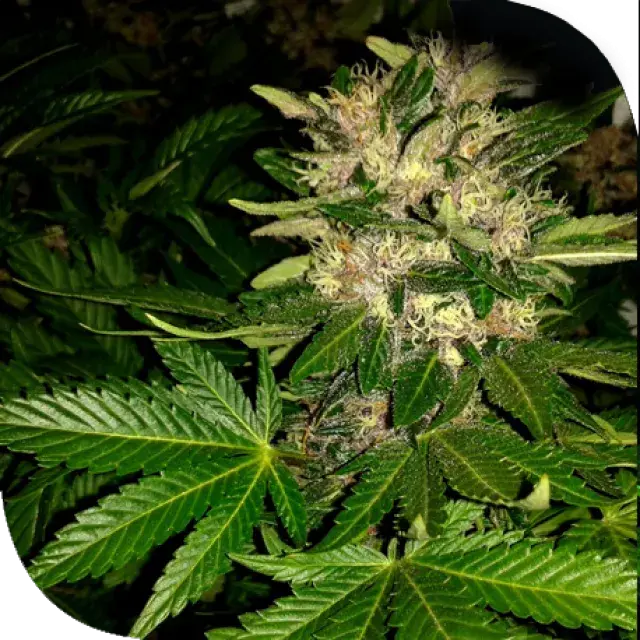 SOG Killin Feminised Cannabis Seeds | Plantformers