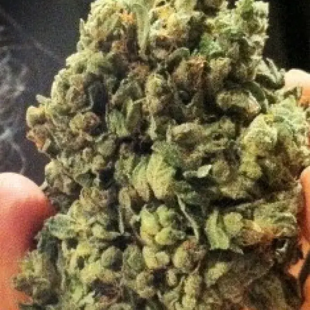 So G Kush Feminised Cannabis Seeds | Soma Seeds