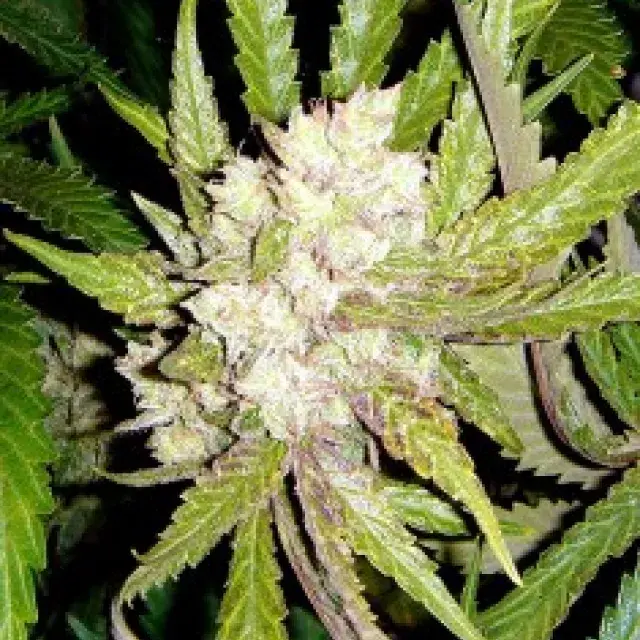 Sogauda Feminised Cannabis Seeds | Soma Seeds