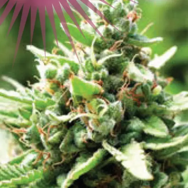 Sol Mate Auto Feminised Cannabis Seeds - Humboldt Seed Company