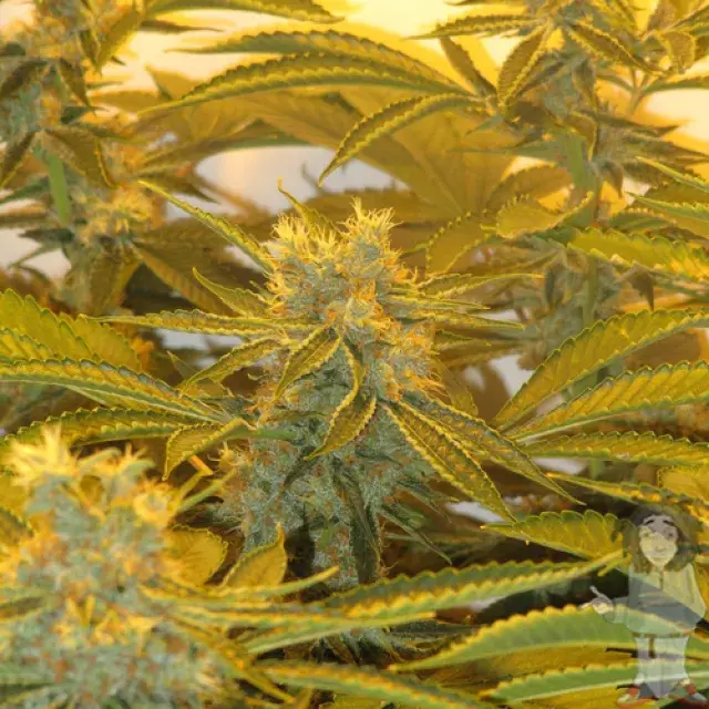Afghan Delight Regular Cannabis Seeds | Soma Seeds