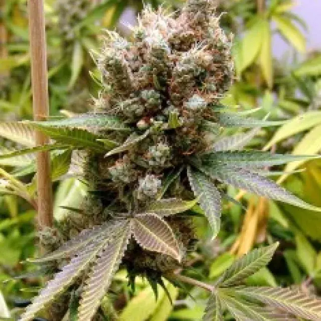 Somalicious Feminised Cannabis Seeds | Soma Seeds