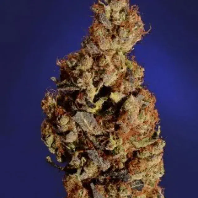 Somari Feminised Cannabis Seeds | Soma Seeds