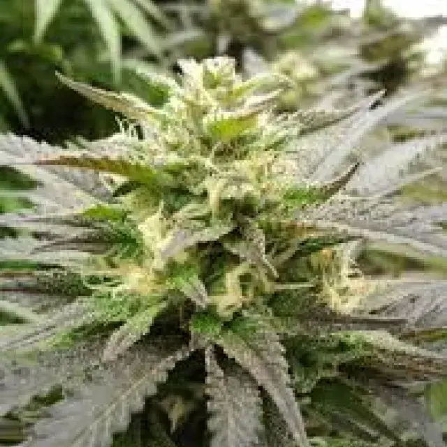 Sour Diesel Haze Feminised Cannabis Seeds