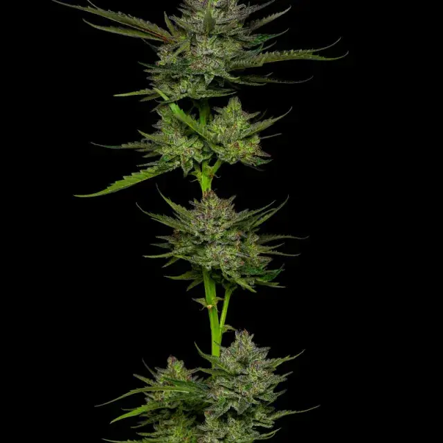 Sour Apple Auto Feminised Cannabis Seeds - Humboldt Seed Company
