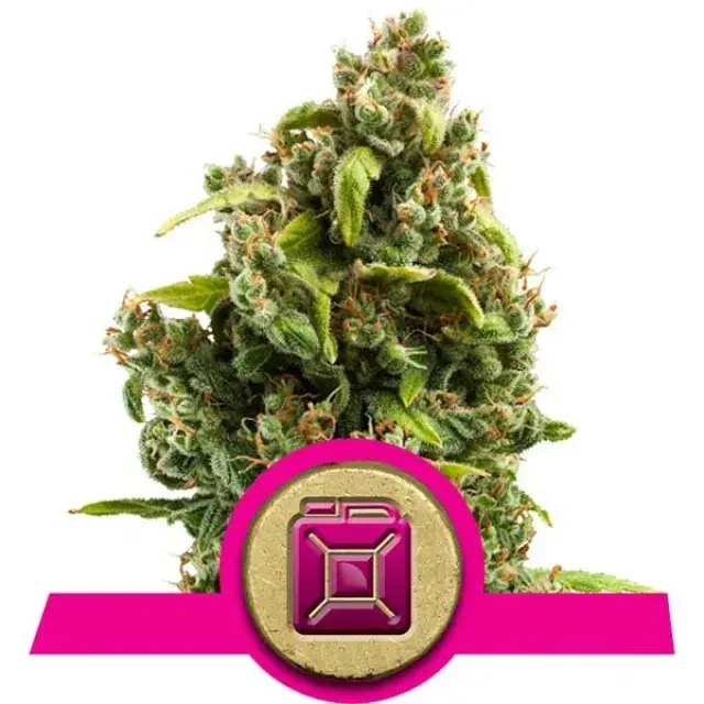 Sour Diesel Feminised Cannabis Seeds | Royal Queen Seeds