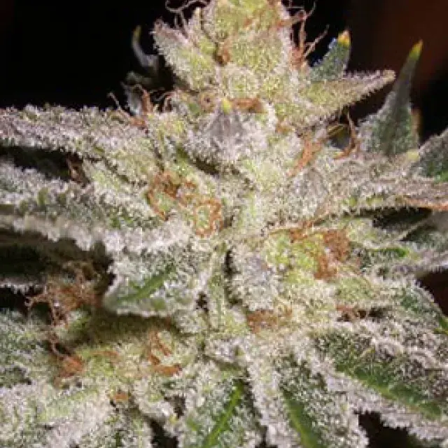 Buy Apothecary Genetics Seeds Sour OG (10 Reg) Cannabis Seeds