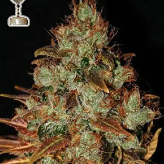 Buy Apothecary Genetics Seeds Sour Diesel Regular Cannabis Seeds