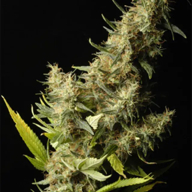 Southern Lights Regular Cannabis Seeds | Delta 9 Labs