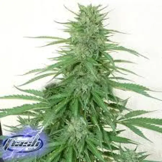 Spacer Feminised Cannabis Seeds