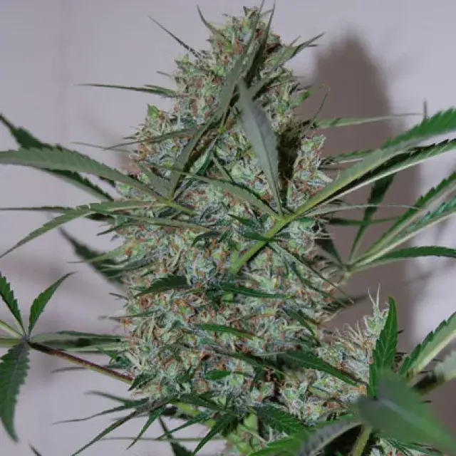 Speed Haze Feminised Cannabis Seeds | Black Skull Seeds
