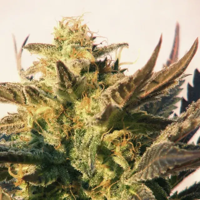 Speedy Boom Auto Feminised Cannabis Seeds