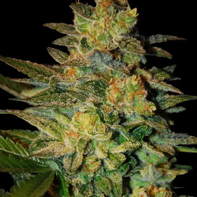 Spiritual Punk Feminised Cannabis Seeds