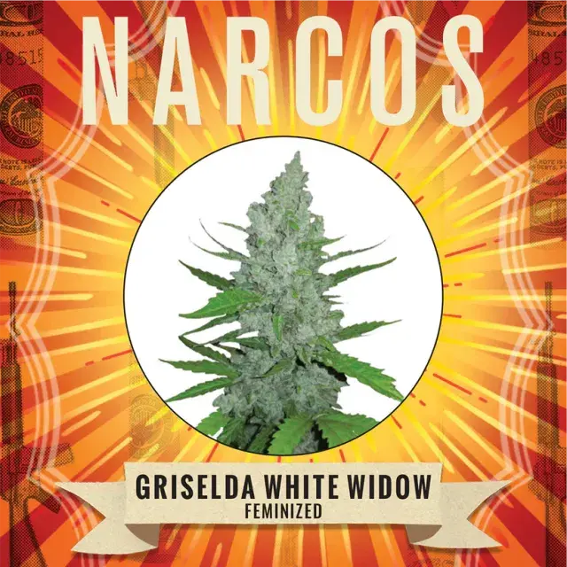 Griselda White Widow Feminised Cannabis Seeds - NARCOS Seeds.