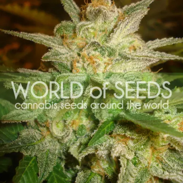 Star 47 Feminised Cannabis Seeds | World of Seeds