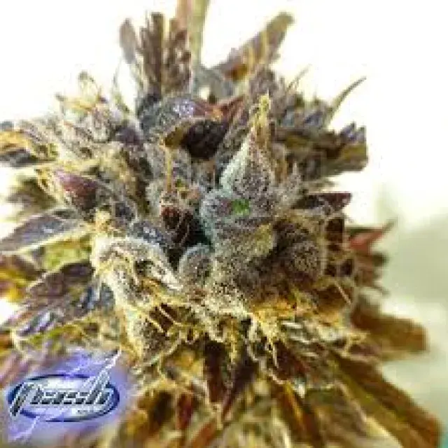 Stardust Feminised Cannabis Seeds
