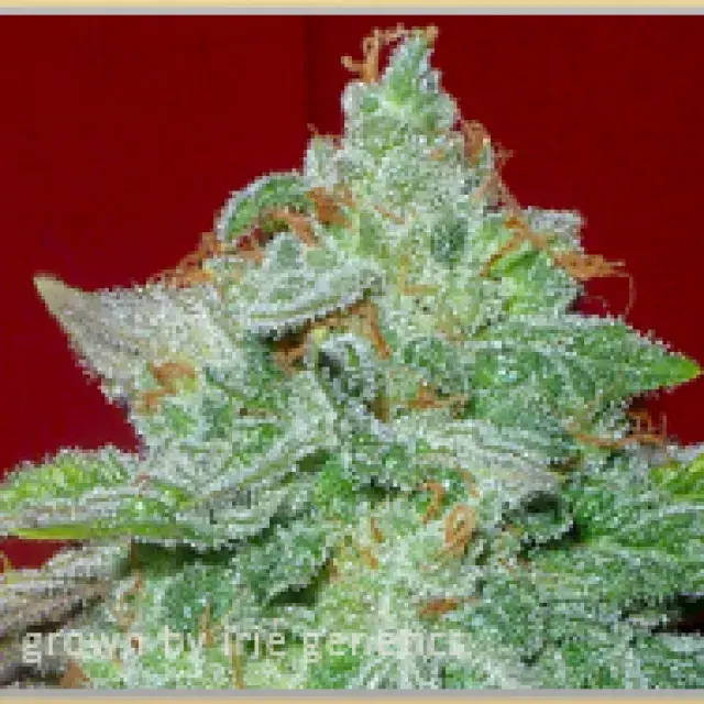 Gage Green Starlet Kush Cannabis Seeds
