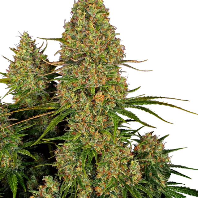 Sticky Orange XXL Auto Feminised Cannabis Seeds - Sensi Seeds Research