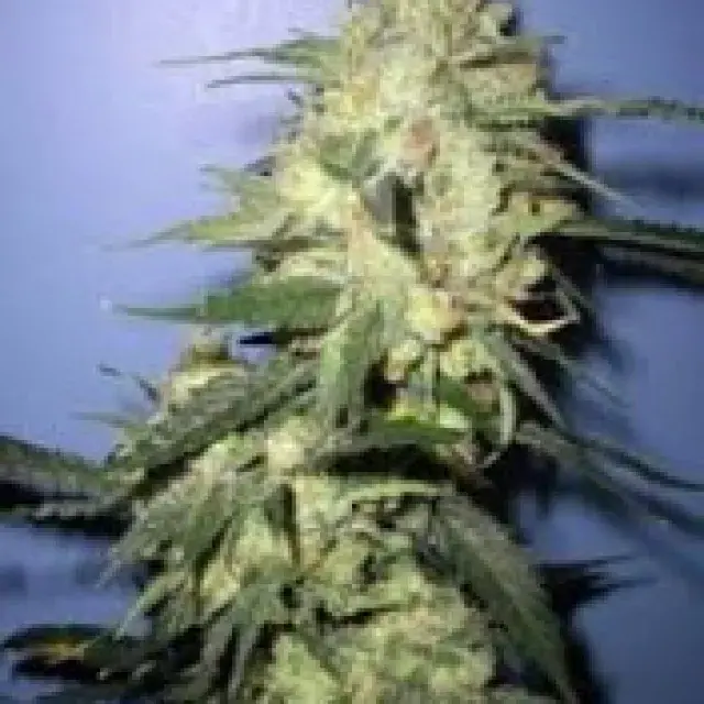 Stinky Regular Cannabis Seeds | Next Generation Seeds 