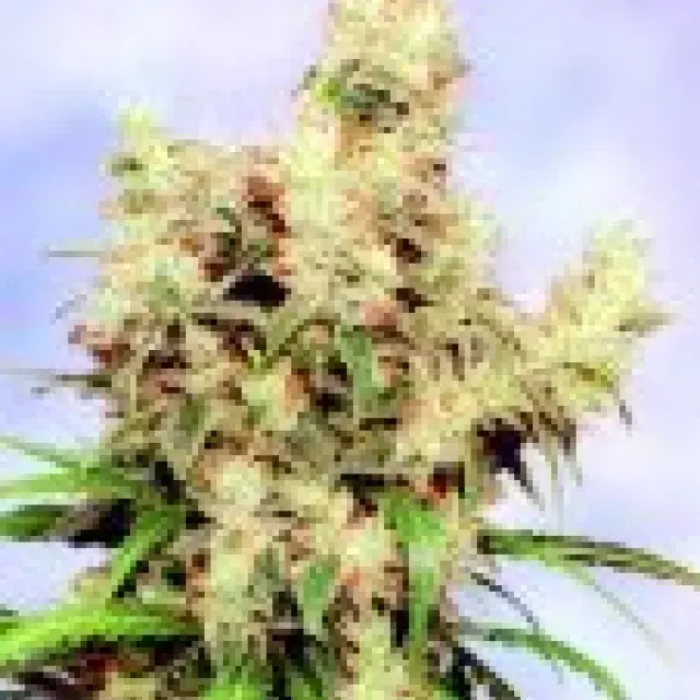 Stonehedge Feminised Cannabis Seeds | Sagarmartha Seeds
