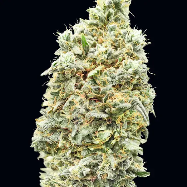 Strawberry Banana Fast Feminised Cannabis Seeds | Advanced Seeds 