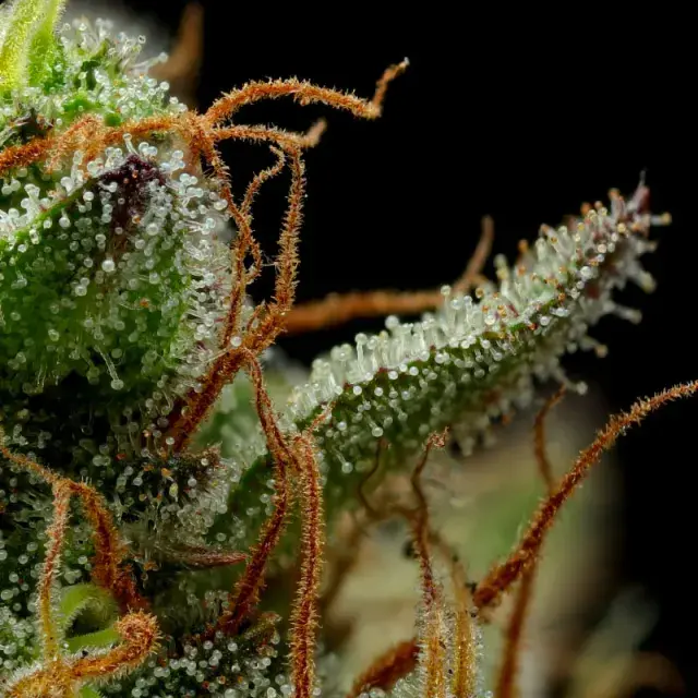 Strawberry Cheesecake Feminised Cannabis Seeds - Humboldt Seed Company