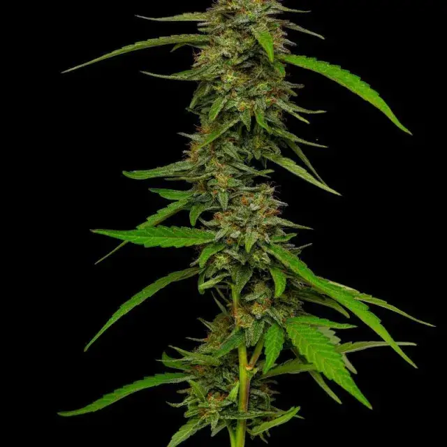 Strawberry Cheesecake Auto Feminised Cannabis Seeds - Humboldt Seed Company