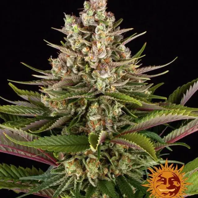 Sour Strawberry Feminised Cannabis Seeds | Barney's Farm .