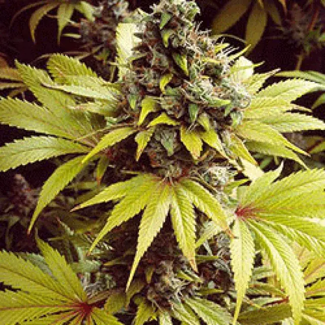 Strawberry Fields Feminised Cannabis Seeds | Sagarmartha Seeds