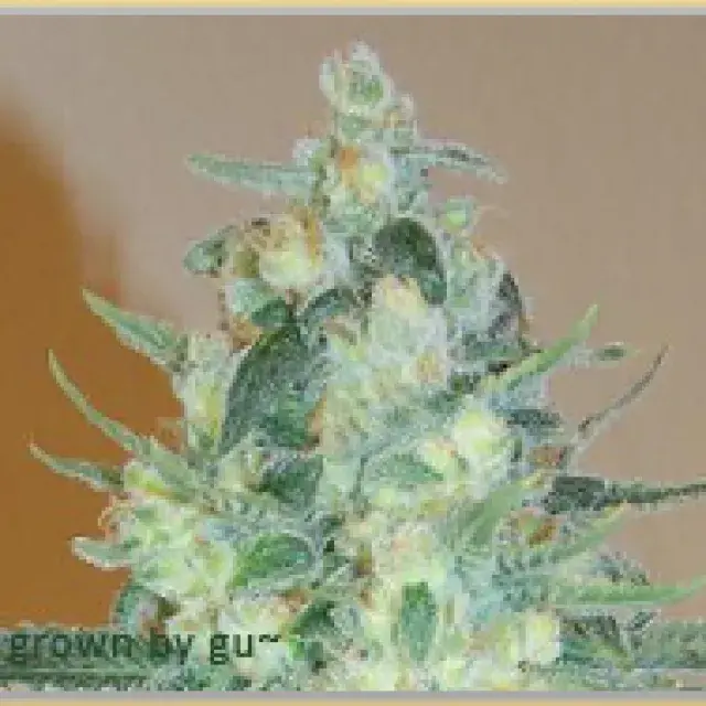 Gage Green Sugartown Express Cannabis Seeds