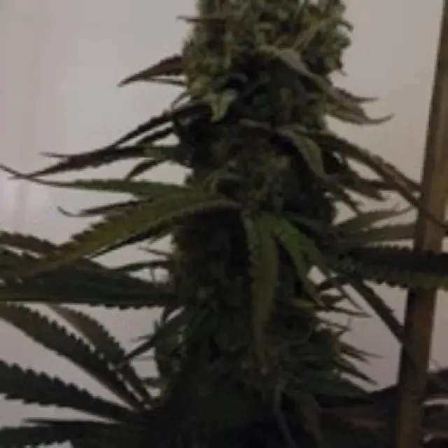 Sugar Mama Auto Feminised Cannabis Seeds | Feminized Seeds