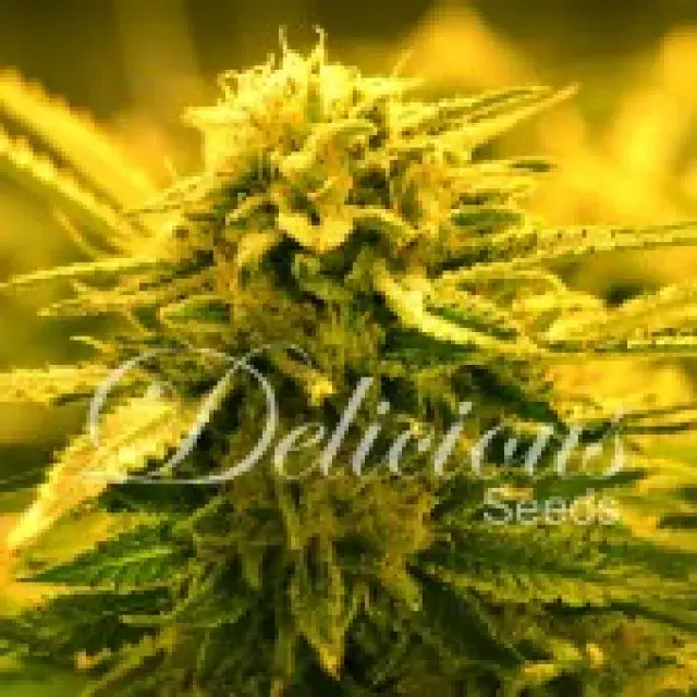 Sugar Black Rose Auto Feminised Cannabis Seeds | Delicious Seeds