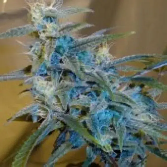 CBG Sugarloaf FeminisedCannabis Seeds