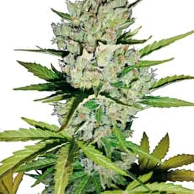 Super Skunk Automatic Feminised Cannabis Seeds | White Label Seed Company