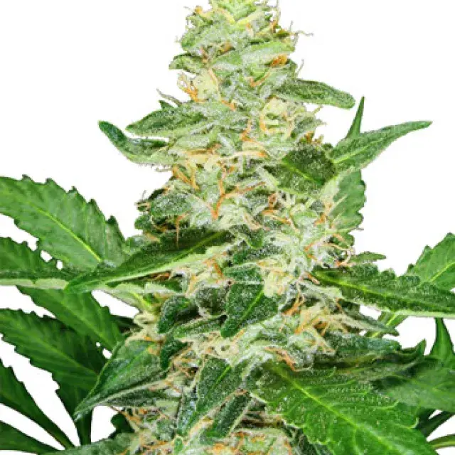 Super Skunk Auto Feminised Cannabis Seeds | Sensi Seeds