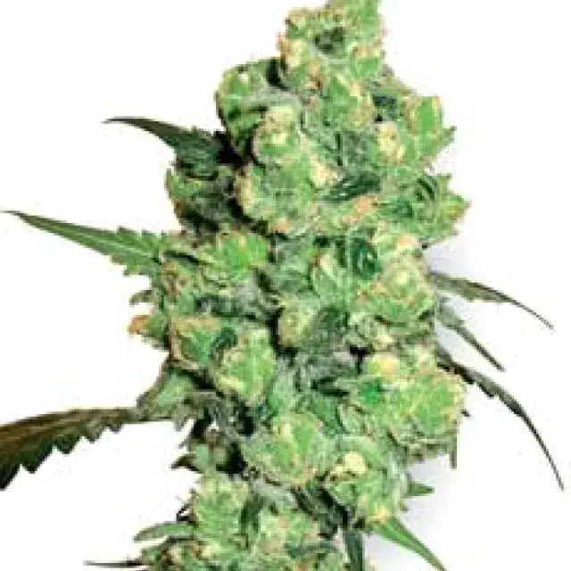Super Skunk Feminised Cannabis Seeds | White Label Seed Company