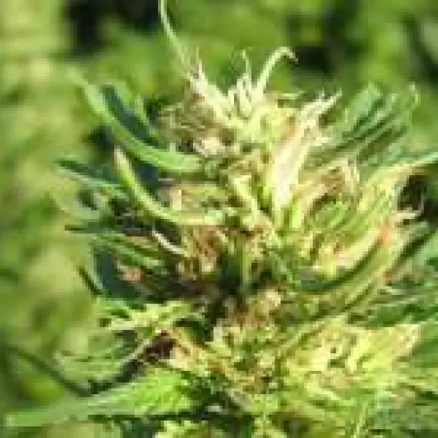  Super Skunk Feminised Cannabis Seeds | Nirvana